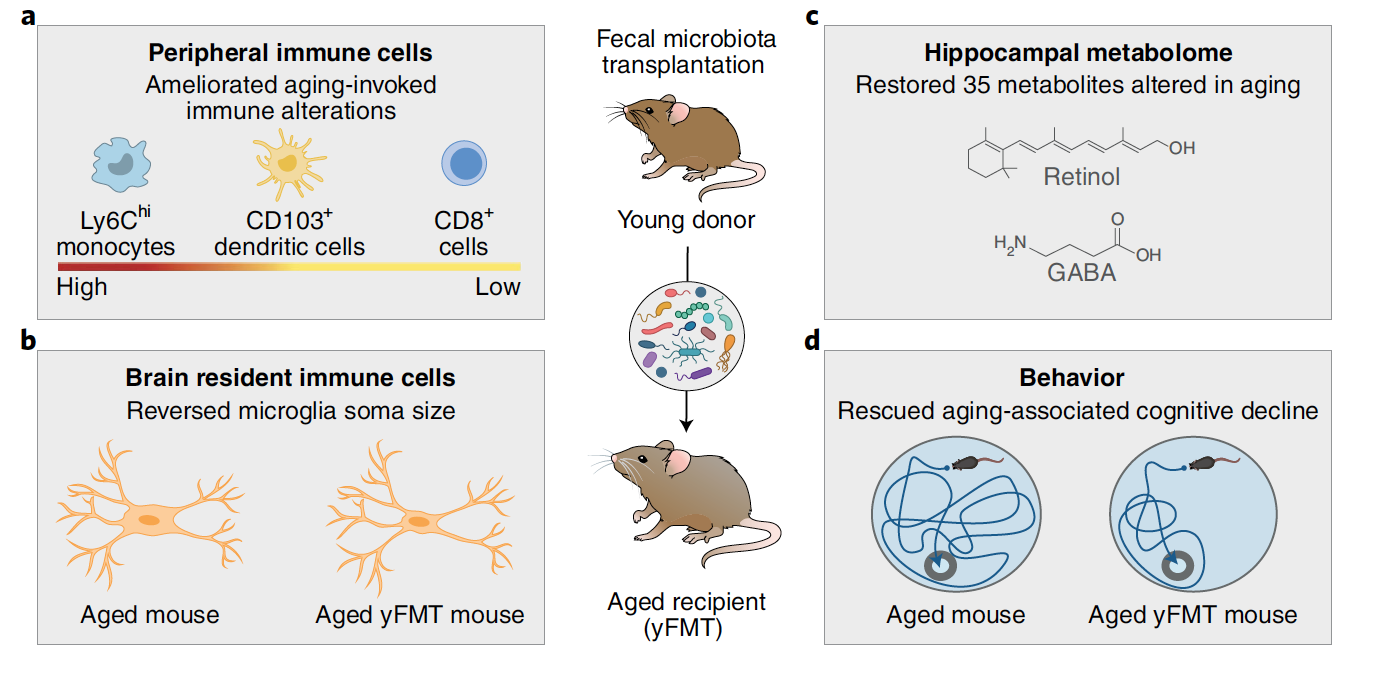 Young microbiota rejuvenates the aging brain
