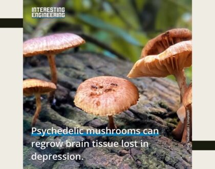 Psychedelic mushroom can regrow brain tissue lost in depression
